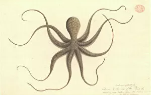 Watercolour Gallery: Octopus