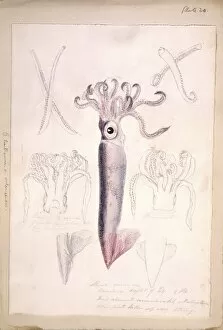 Sir Joseph Dalton Gallery: Octopus illustration
