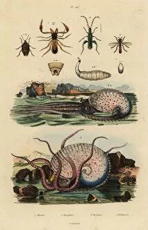 Nobilis Collection: Octopus and insects