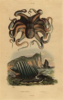 Octopus Prints: Octopus and sea snail
