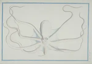 Octopus Prints: Octopus sp