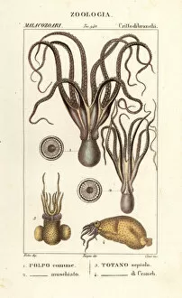 Jussieu Collection: Octopus and squid species