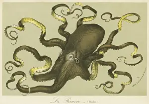 Octopus Prints: Octopus by Van Houtteano