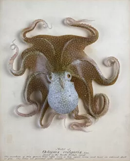 Rudolf Blaschka Collection: Octopus vulgaris, octopus