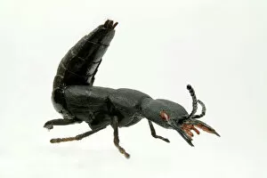 Beetles Collection: Ocypus olens, devils coach horse beetle model