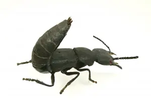 Ocypus olens, devils coach horse beetle model
