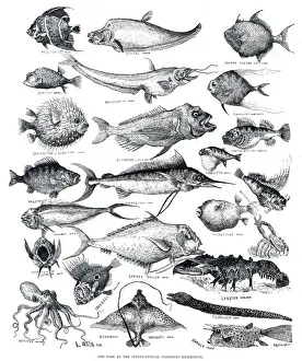 Perch Prints: Odd fish by Louis Wain