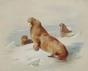 Arctoidea Prints: Odobenus rosmarus, walrus