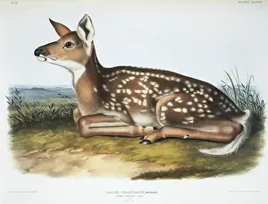 1790 1874 Prints: Odocoileus virginianus, white-tailed deer