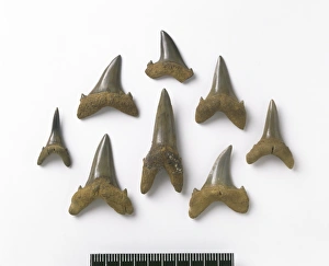 Elasmobranch Collection: Odontaspis robusta, sand tiger shark teeth