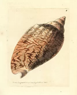 Polydore Collection: Odontocymbiola magellanica