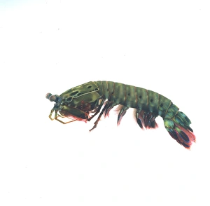 Araneae Gallery: Odontodactylus scyallarus, mantis shrimp
