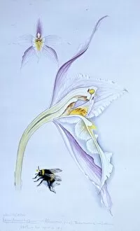 Apidae Gallery: Odontoglossum alexandrea, orchid