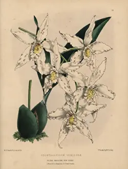 Honywood Prints: Odontoglossum hybrid orchid with white flowers