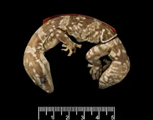 Squamata Prints: Oedura marmorata, marbled velvet gecko