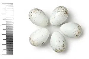 Eggshell Prints: Oenanthe chrysopygia, red-tailed wheatear