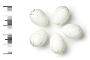 Eggshell Prints: Oenanthe lugens, mourning wheatear