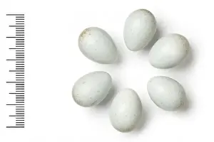 Eggshell Prints: Oenanthe monacha, hooded wheatear