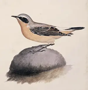 Oenanthe oenanthe, northern wheatear