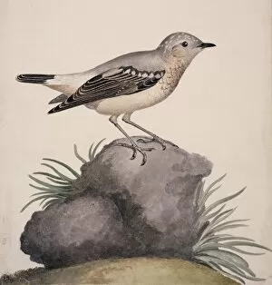 Macgillivray Collection: Oenanthe oenanthe, northern wheatear