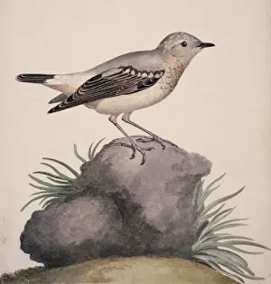 Macgillivray Prints: Oenanthe oenanthe, northern wheatear
