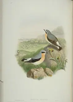 Oenanthe oenanthe, northern wheatear