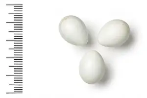 Eggshell Prints: Oenanthe picata, variable wheatear