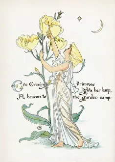 Oenothera Missouriensis