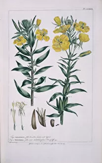 Asterid Collection: Oenothera parviflora L. & Oenothera biennis L