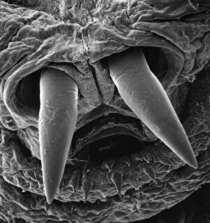 Scanning Electron Microscope Collection: Oestridae, botfly larva