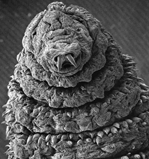 Oestridae, botfly larva