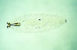 Diptera Prints: Oestrus ovis, ship nasal botfly larva