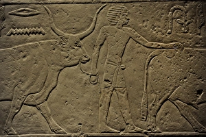 Horned Cow or Bull