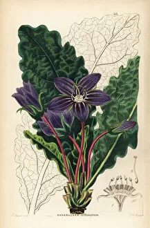 Lindley Collection: Officinal mandrake, Mandragora officinarum