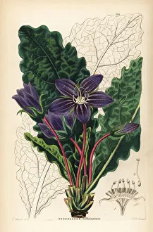 Shrubbery Gallery: Officinal mandrake, Mandragora officinarum