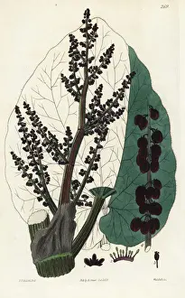 Officinal rhubarb, Rheum australe