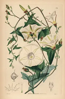 Shrubbery Gallery: Officinal scammony, Convolvulus scammonia