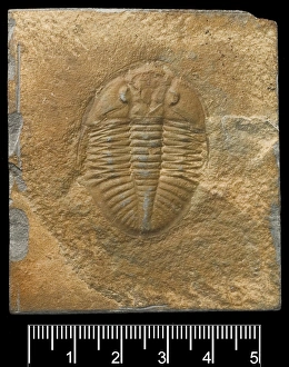 Black Background Collection: Ogygiocaris, a fossil trilobite