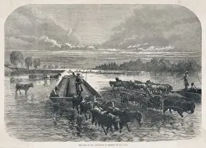 Oil / Horse Cares / In Water