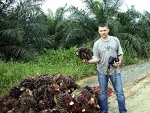 Images Dated 16th June 2006: Oil palm fruits are piled on a road-side along
