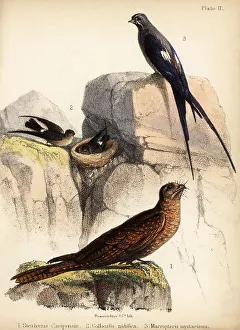 Ornithologist Prints: Oilbird, swiftlets and mustached treeswift