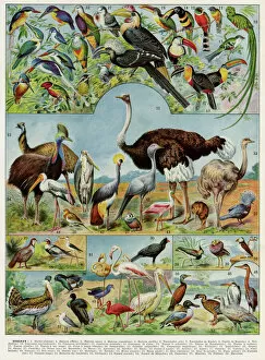 Ornithology Collection: Oiseaux - birds