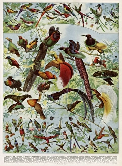 Images Dated 21st November 2016: Oiseaux - birds