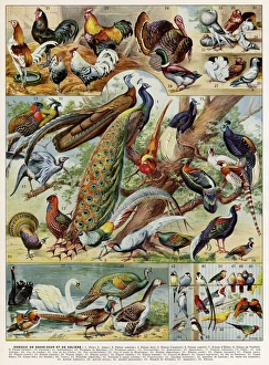 Images Dated 21st November 2016: Oiseaux - birds