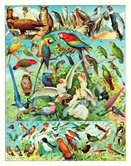 Calendar 2019 Images Gallery: Oiseaux - birds