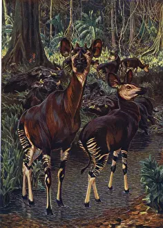 Markings Prints: Okapi in the Congo Forest, by Sir H H Johnston