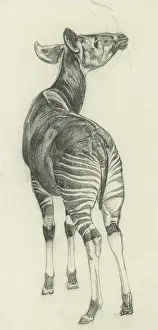 Sheppard Prints: Okapi
