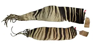 Artiodactyl Prints: Okapia johnstoni, okapi