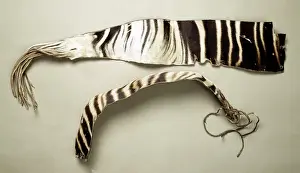 Okapia johnstoni, okapi