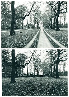 Suggest Prints: Old Avenue, Culross, Scotland
